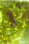 Waterscorpion (Nepa cinerea)