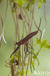 Waterscorpion (Nepa cinerea)