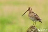 Common Snipe (Gallinago gallinago)