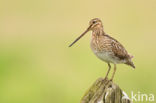 Common Snipe (Gallinago gallinago)