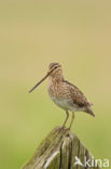 Common Snipe (Gallinago gallinago)