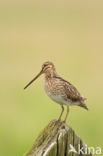 Common Snipe (Gallinago gallinago)