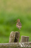 Common Snipe (Gallinago gallinago)