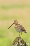 Common Snipe (Gallinago gallinago)