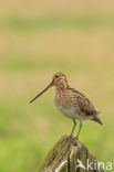 Common Snipe (Gallinago gallinago)