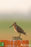 Watersnip (Gallinago gallinago)