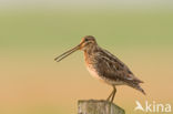 Common Snipe (Gallinago gallinago)