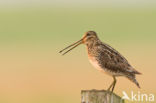 Common Snipe (Gallinago gallinago)