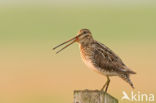 Watersnip (Gallinago gallinago)