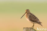 Common Snipe (Gallinago gallinago)