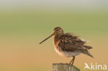 Common Snipe (Gallinago gallinago)