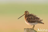 Common Snipe (Gallinago gallinago)
