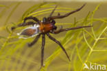 Waterspin (Argyroneta aquatica)