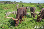 Cow (Bos domesticus)