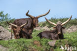 Watusi