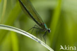 Weidebeekjuffer (Calopteryx splendens)