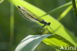 Weidebeekjuffer (Calopteryx splendens)