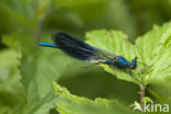 Weidebeekjuffer (Calopteryx splendens)