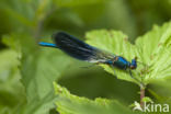 Weidebeekjuffer (Calopteryx splendens)