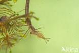 Weidebeekjuffer (Calopteryx splendens)