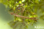 Banded Demoiselle (Calopteryx splendens)