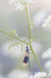 Weidebeekjuffer (Calopteryx splendens)