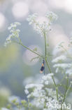 Weidebeekjuffer (Calopteryx splendens)