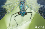 Banded Demoiselle (Calopteryx splendens)