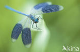 Weidebeekjuffer (Calopteryx splendens)