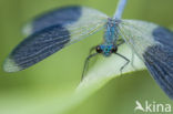 Weidebeekjuffer (Calopteryx splendens)