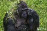 Westelijke laaglandgorilla (Gorilla gorilla gorilla)