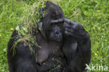 Western Lowland Gorilla (Gorilla gorilla gorilla)