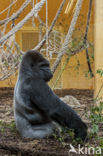 Westelijke laaglandgorilla (Gorilla gorilla gorilla)