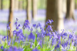 Bluebell (Scilla non-scripta)