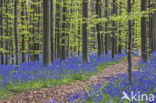 Bluebell (Scilla non-scripta)