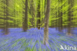 Bluebell (Scilla non-scripta)