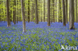 Bluebell (Scilla non-scripta)