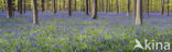 Bluebell (Scilla non-scripta)