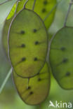 Perennial Honesty (Lunaria rediviva)