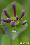 Honeysuckle (Lonicera periclymenum)