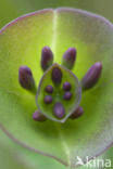Honeysuckle (Lonicera periclymenum)