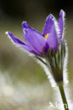 Pasqueflower (Pulsatilla vulgaris)