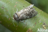 Goat Moth (Cossus cossus)