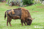 European Bison