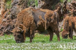 Wisent (Bison bonasus)