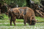 European Bison