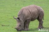 white Rhinoceros