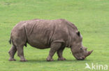 white Rhinoceros