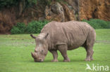 white Rhinoceros