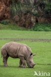 white Rhinoceros